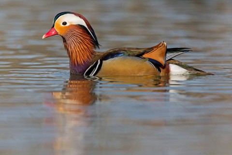 Mandarin duck, (Aix galericulata), animals, birds, duck birds, male, drake, forest park, Mannheim,