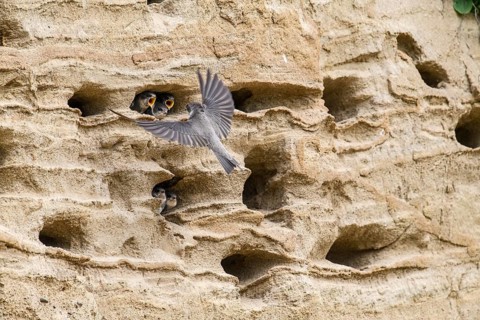 Sand martin (Riparia riparia) nesting in a sand pit Sand excavation and feeding chicks in a nest in