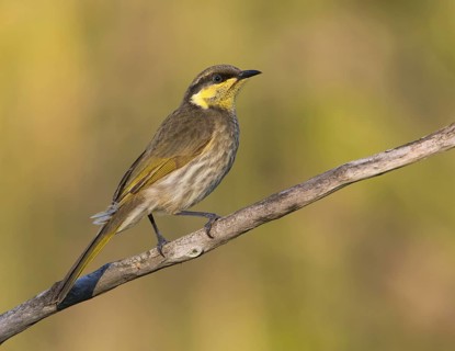 Mangrove Honeyeater (Gavicalis fasciogularis), Queensland, Australia