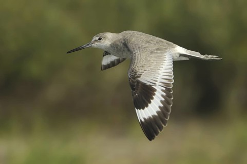 Willet (Tringa semipalmata), Texas, USA