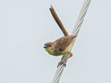 Jungle Prinia (Prinia sylvatica), Sri Lanka