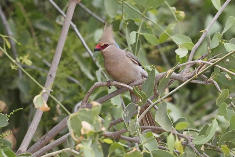 Blue-naped Mousebird, Urocolius macrourus, Kenya, Samburu