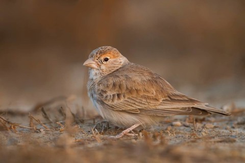 White-crowned Sparrowlark - Weissstirnlerche - Eremopterix nigriceps ssp. melanauchen, Sultanate of