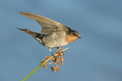 Welcome Swallow (Hirundo neoxena), Victoria, Australia