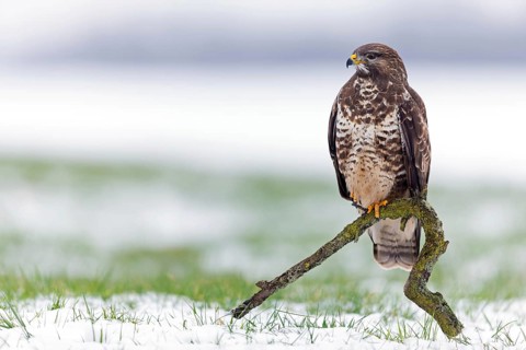 Buzzard, (Buteo buteo), animals, bird, bird of prey, buzzard, hawk family, Beindersheim, Bad