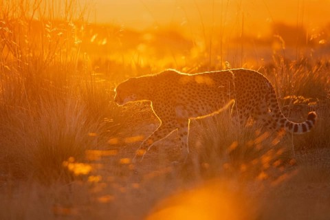 Cheetah (Acinonyx jubatus) waling in grassland in golden backlight, Castile-La Mancha, Spain