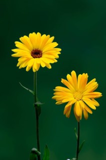 Marigold (Calendula officinalis), flower, flowering, medicinal plant, Ellerstadt, Germany