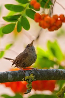 Eurasian Wren (Troglodytes troglodytes) perched in European Mountain Ash (Sorbus aucuparia) tree,