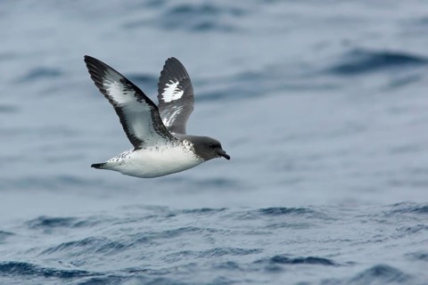 Cape Petrel (Daption capense) flying, Victoria, Australia