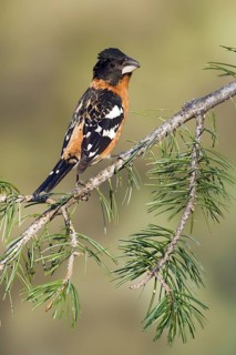 Black-headed Grosbeak (Pheucticus melanocephalus) male, Arizona, USA