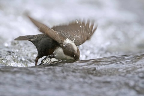 White-throated Dipper (Cinclus cinclus) foraging, Saxony-Anhalt, Germany