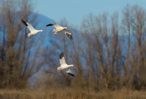 Snow Goose (Chen caerulescens) - Colusa National Wildlife Refuge, California