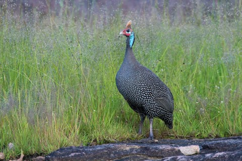 Helmeted Guineafowl (Numida meleagris), Serengeti, Tanzania