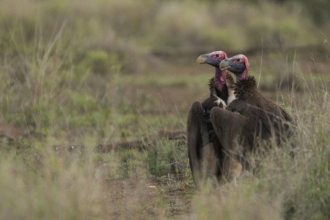 Lappet-faced Vulture (Torgos tracheliotos), Mpumalanga, South Africa