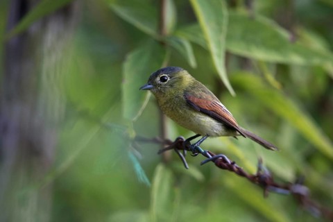 Barred Becard (Pachyramphus versicolor versicolor) female, Clarita Botero, Colombia