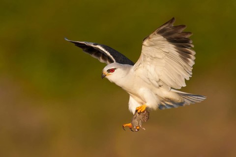 Black-winged Kite (Elanus caeruleus) flying with mouse prey in its claws, Leiria, Portugal