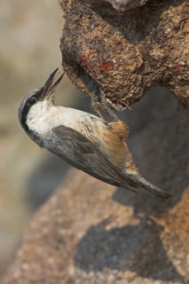 Western Rock Nuthatch (Sitta neumayer)