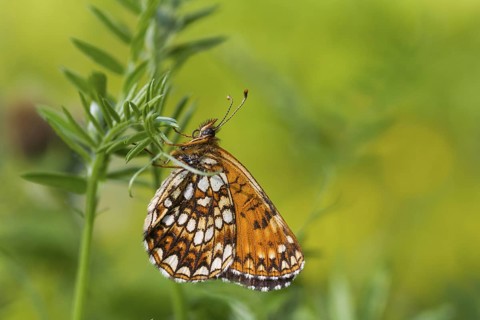 Melitaea diamina - False heath Fritillary - Baldrian-Scheckenfalter, Austria, imago