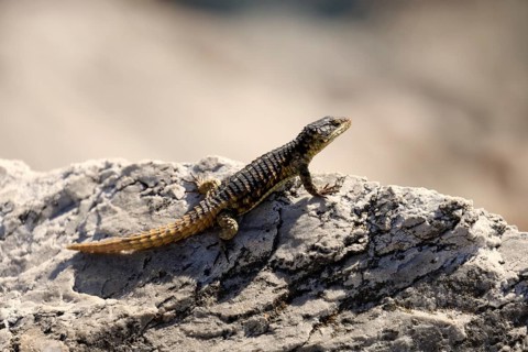 Cape Fur Lizard (Cordylus cordylus), adult, on rocks, sunbathing, alert, Stony Point, Betty's Bay,