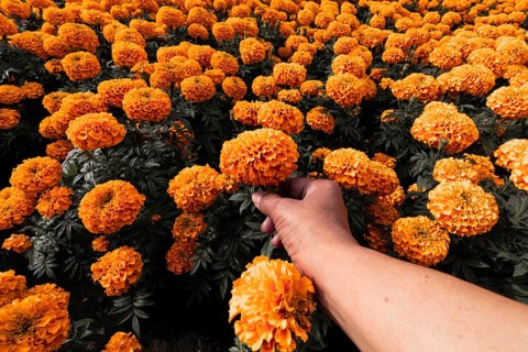 A person holds vibrant Cempasuchil flowers in full bloom, symbolizing the Day of the Dead in