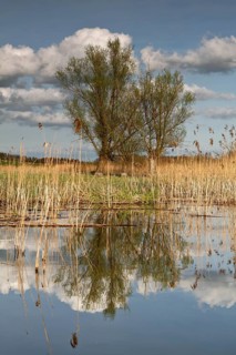 Morning atmosphere on the Peene, pasture with reflection in the water, Flusslandschaft Peenetal