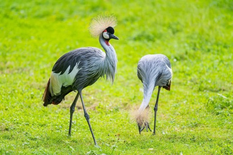 Black crowned crane (Balearica pavonina) walking on a meadow, Bavaria, Germany