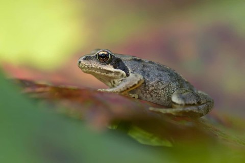 Common frog (Rana temporaria) juvenile baby froglet amphibian on an autumn colour leaf, England,