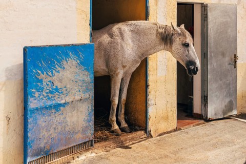 Side view of chestnut horse standing on barn and looking away on sunny summer day