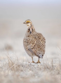 Lesser Prairie Chicken (Tympanuchus pallidicinctus), Kansas, USA