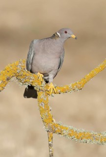 Band-tailed Pigeon (Patagioenas fasciata), California, USA