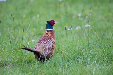 Common Pheasant (Phasianus colchicus) male, Lower Saxony, Germany