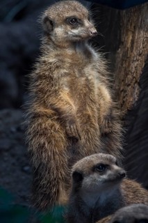 Meerkat (Suricata suricatta), Nuremberg Zoo, Middle Franconia, Bavaria, Germany