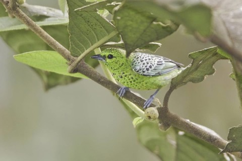 Yellow-bellied Tanager (Tangara xanthogastra), Ecuador