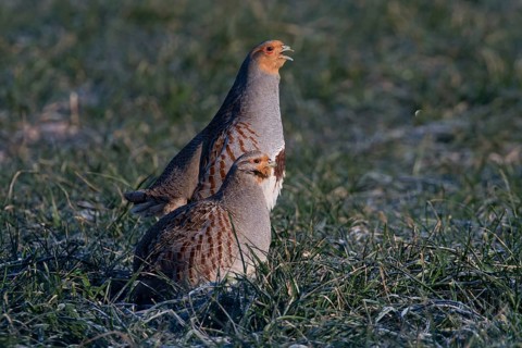 Grey Partridge (Perdix perdix), Thuringia, Germany