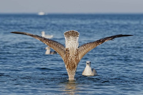 Juvenile European herring gull (Larus argentatus) spreading its wings while bathing on the surface