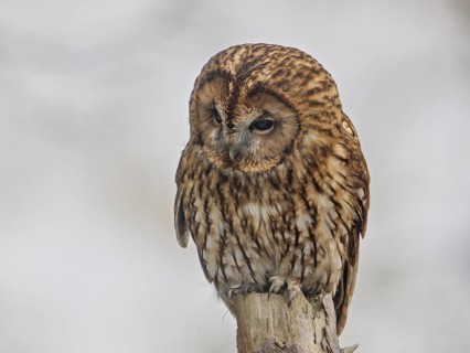 Tawny Owl (Strix aluco), Wales, United Kingdom