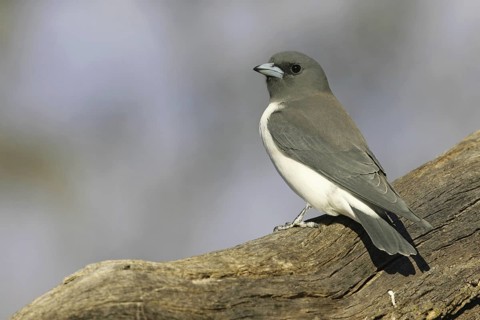 White-breasted Woodswallow (Artamus leucorynchus), Queensland, Australia
