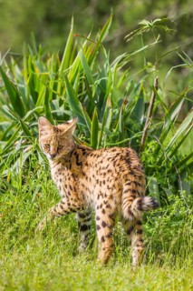 A serval, Leptailurus serval, stands on a green meadow on a sunny day