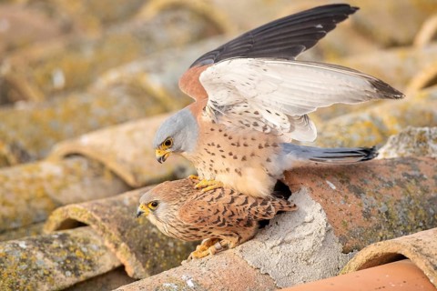 Lesser Kestrel (Falco naumanni) pair mating, Castile-La Mancha, Spain