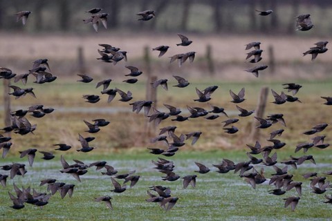 Common Starling (Sturnus vulgaris) flock flying, North Rhine-Westphalia, Germany