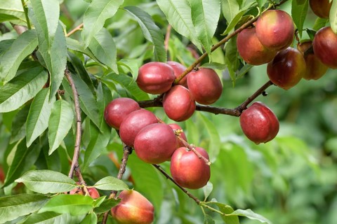 Nectarine (Prunus persica 'Harblaze'),  Austria