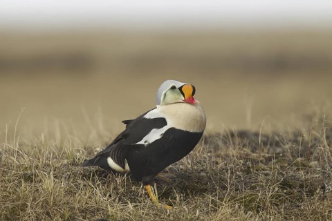 King Eider (Somateria spectabilis) male, Alaska, USA