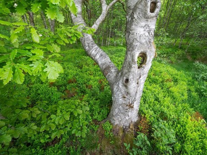Carpathian birch forest (Betula pubescens), Rotes Moor, Rhön Biosphere Reserve, Hesse, Germany