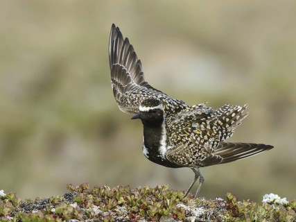 Pacific Golden Plover (Pluvialis fulva) male, Alaska, USA