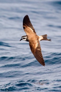 White-faced Storm Petrel (Pelagodroma marina maoriana) flying, Hauraki Gulf, off North Island, New