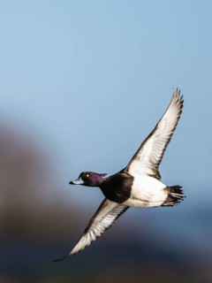 Tufted Duck, Aythya fuligula, male in flight