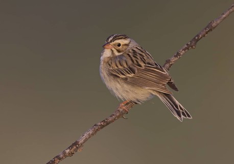 Clay-colored Sparrow (Spizella pallida), North Dakota, USA