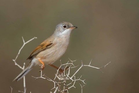 Spectacled Warbler - Brillengrasmücke - Sylvia conspicillata ssp. conspicillata, Morocco, 2nd cy
