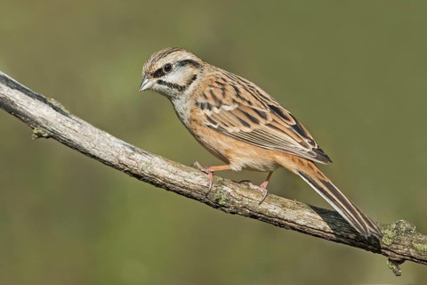 Rock Bunting (Emberiza cia) juvenile perched on a branch, Aosta Valley, Italy