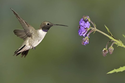 Black-chinned Hummingbird (Archilochus alexandri), Canada